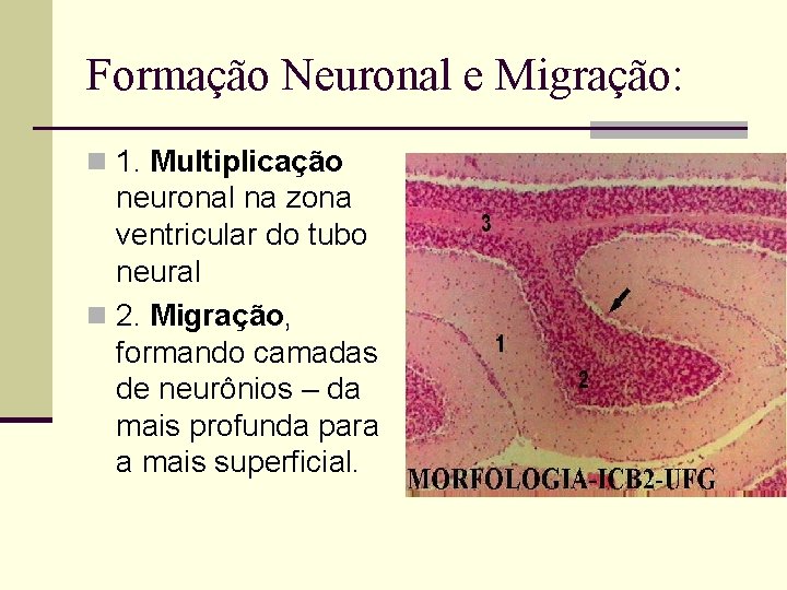 Formação Neuronal e Migração: n 1. Multiplicação neuronal na zona ventricular do tubo neural