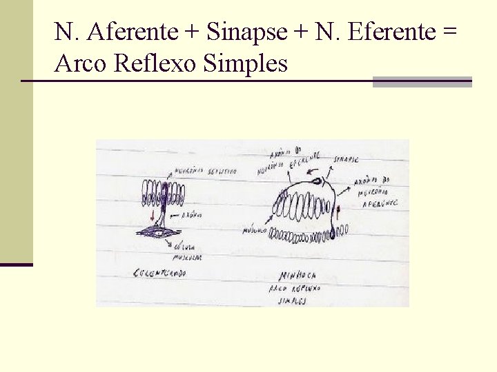 N. Aferente + Sinapse + N. Eferente = Arco Reflexo Simples 
