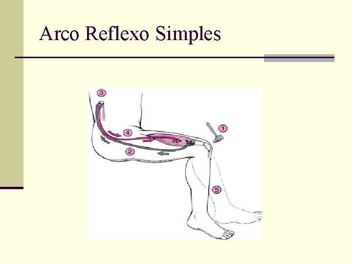 Arco Reflexo Simples 