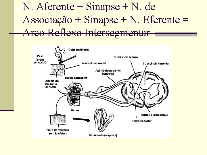 N. Aferente + Sinapse + N. de Associação + Sinapse + N. Eferente =