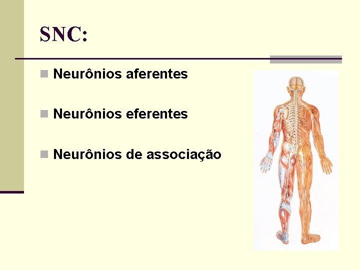 SNC: n Neurônios aferentes n Neurônios eferentes n Neurônios de associação 