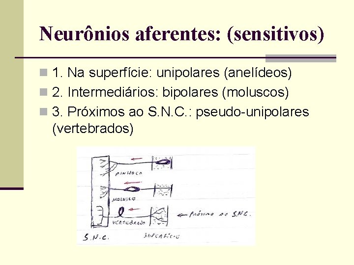 Neurônios aferentes: (sensitivos) n 1. Na superfície: unipolares (anelídeos) n 2. Intermediários: bipolares (moluscos)