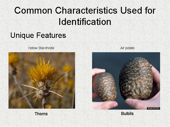 Common Characteristics Used for Identification Unique Features Yellow Star-thistle Air potato Thorns Bulbils 