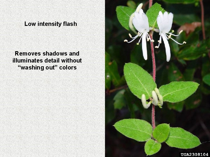 Low intensity flash Removes shadows and illuminates detail without “washing out” colors 