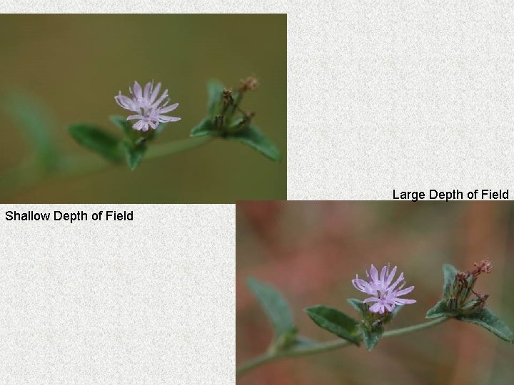 Large Depth of Field Shallow Depth of Field 