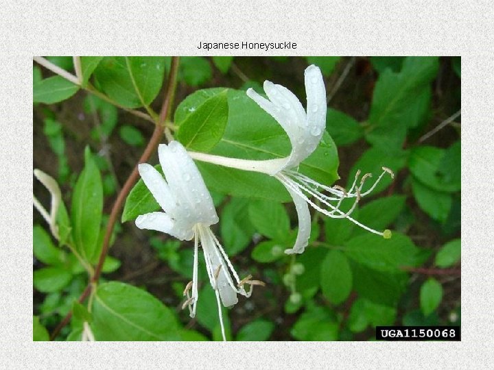Japanese Honeysuckle 