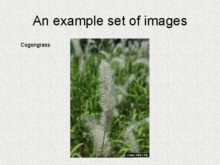 An example set of images Cogongrass 