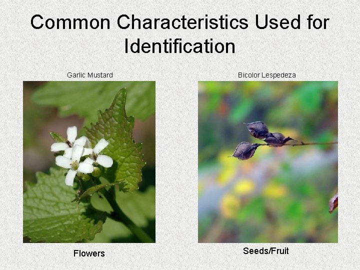 Common Characteristics Used for Identification Garlic Mustard Bicolor Lespedeza Flowers Seeds/Fruit 