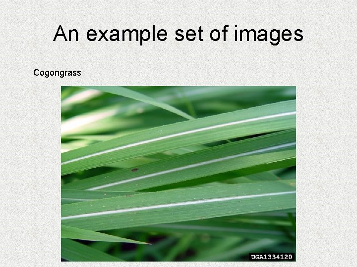 An example set of images Cogongrass 