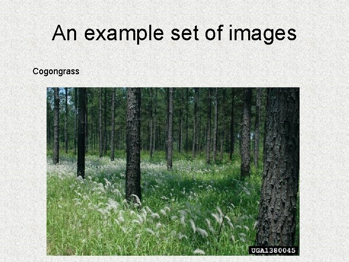 An example set of images Cogongrass 