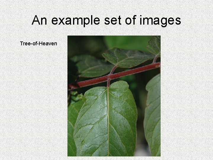 An example set of images Tree-of-Heaven 