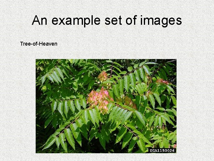 An example set of images Tree-of-Heaven 