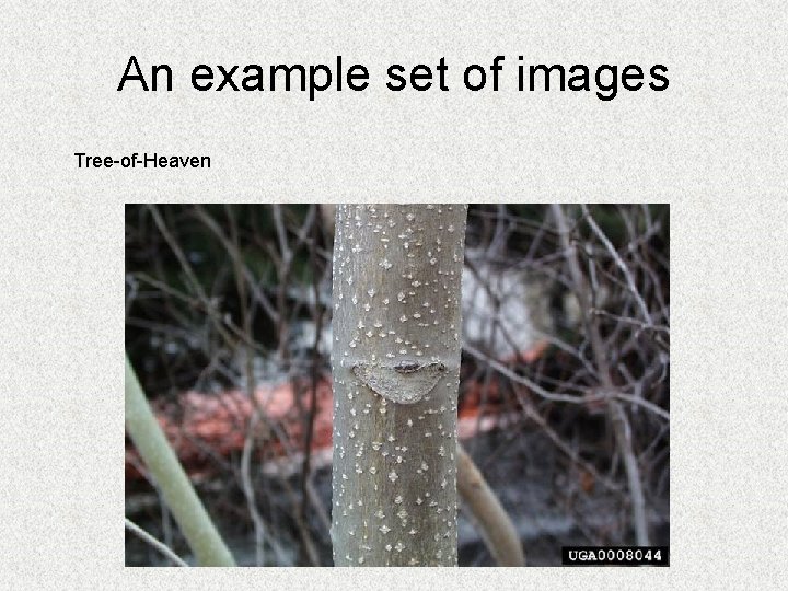 An example set of images Tree-of-Heaven 