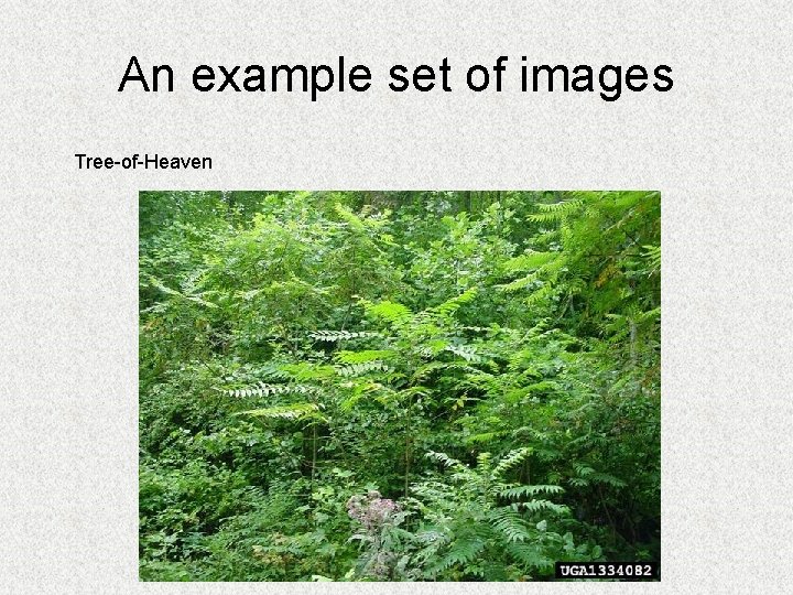 An example set of images Tree-of-Heaven 