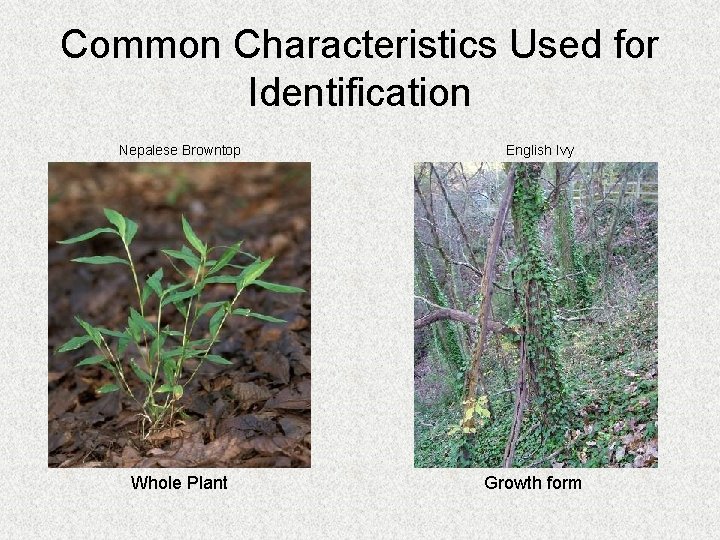 Common Characteristics Used for Identification Nepalese Browntop Whole Plant English Ivy Growth form 