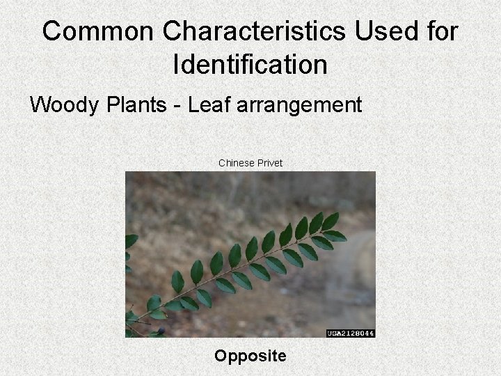 Common Characteristics Used for Identification Woody Plants - Leaf arrangement Chinese Privet Opposite 