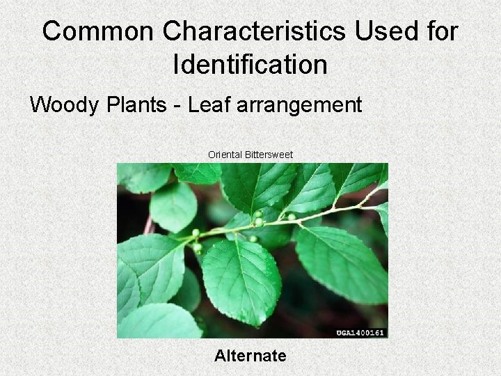 Common Characteristics Used for Identification Woody Plants - Leaf arrangement Oriental Bittersweet Alternate 