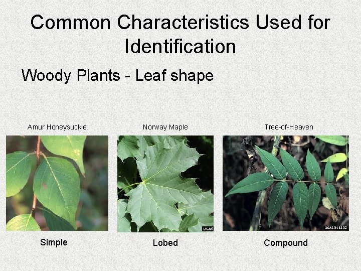 Common Characteristics Used for Identification Woody Plants - Leaf shape Amur Honeysuckle Simple Norway