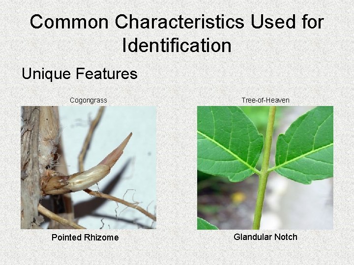 Common Characteristics Used for Identification Unique Features Cogongrass Pointed Rhizome Tree-of-Heaven Glandular Notch 