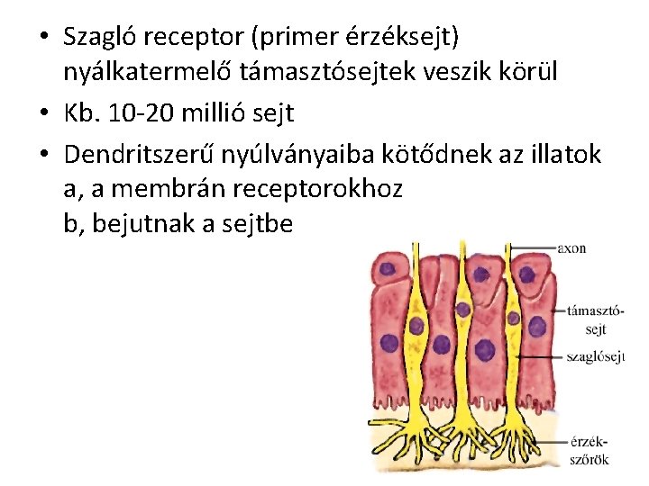  • Szagló receptor (primer érzéksejt) nyálkatermelő támasztósejtek veszik körül • Kb. 10 -20