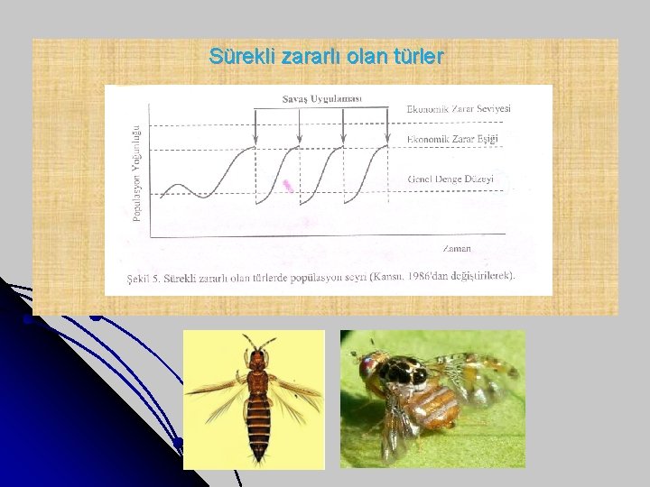 Sürekli zararlı olan türler 