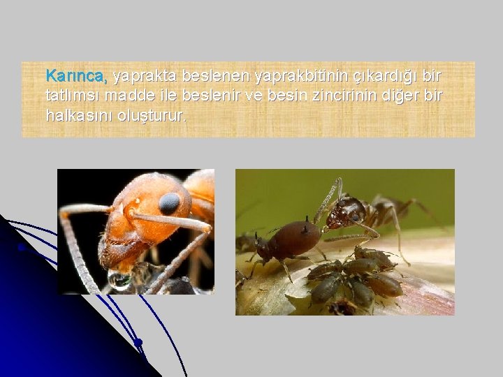 Karınca, yaprakta beslenen yaprakbitinin çıkardığı bir tatlımsı madde ile beslenir ve besin zincirinin diğer