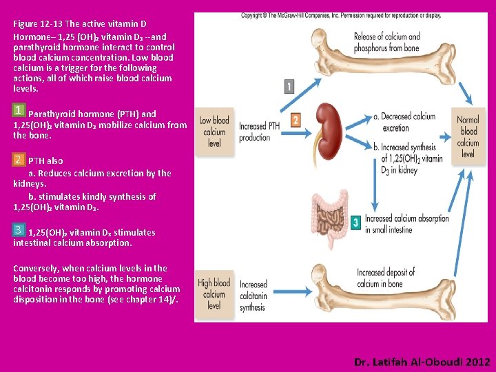 Figure 12 -13 The active vitamin D Hormone– 1, 25 (OH)₂ vitamin D₃ --and