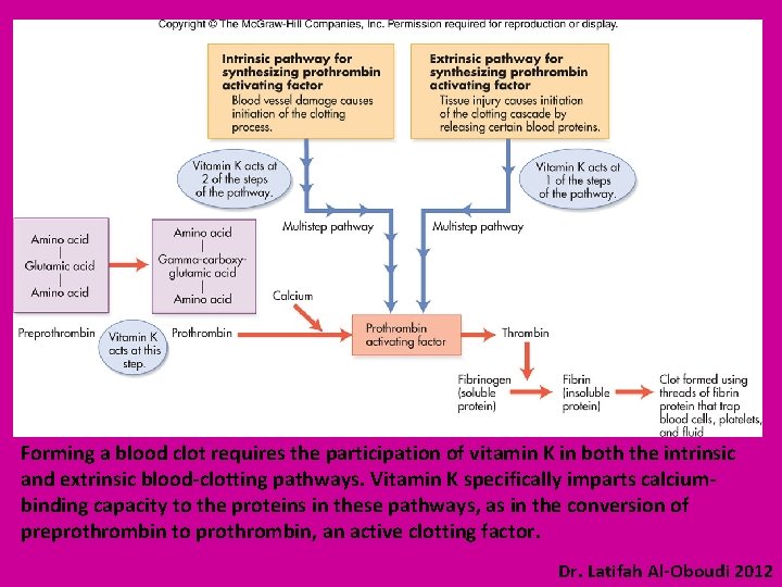Forming a blood clot requires the participation of vitamin K in both the intrinsic