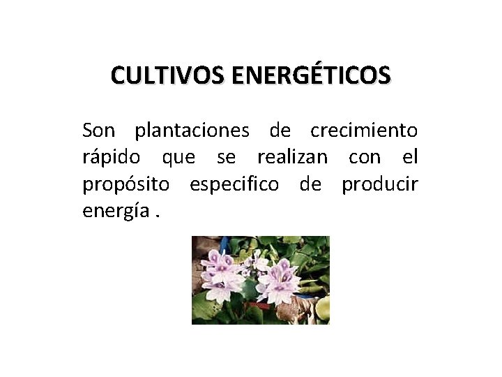 CULTIVOS ENERGÉTICOS Son plantaciones de crecimiento rápido que se realizan con el propósito especifico