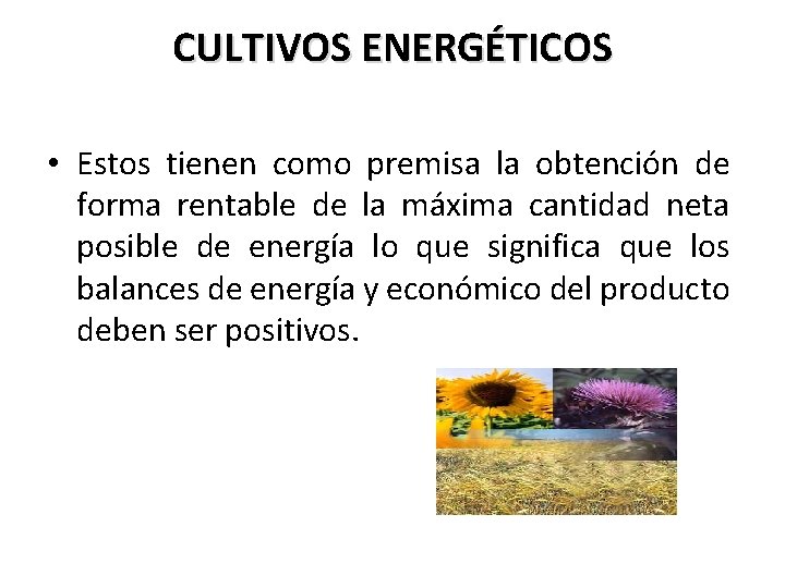 CULTIVOS ENERGÉTICOS • Estos tienen como premisa la obtención de forma rentable de la