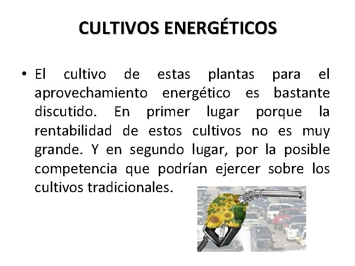 CULTIVOS ENERGÉTICOS • El cultivo de estas plantas para el aprovechamiento energético es bastante