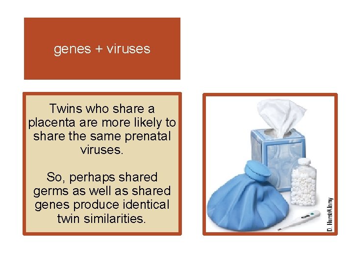genes + viruses Twins who share a placenta are more likely to share the