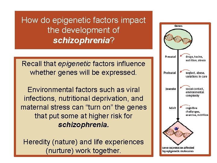 How do epigenetic factors impact the development of schizophrenia? Recall that epigenetic factors influence
