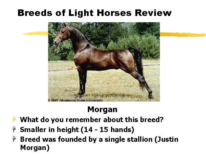 Breeds of Light Horses Review Morgan H What do you remember about this breed?