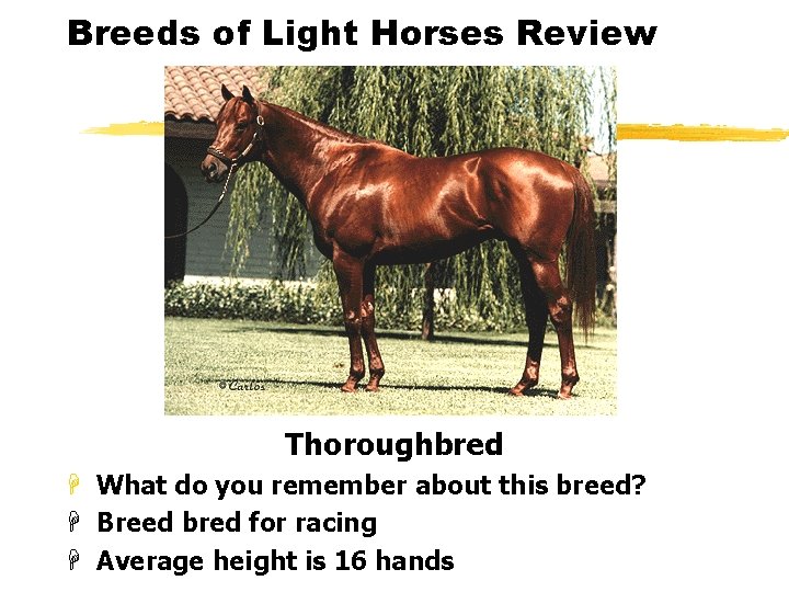 Breeds of Light Horses Review Thoroughbred H What do you remember about this breed?