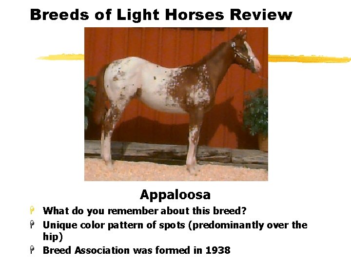 Breeds of Light Horses Review Appaloosa H What do you remember about this breed?