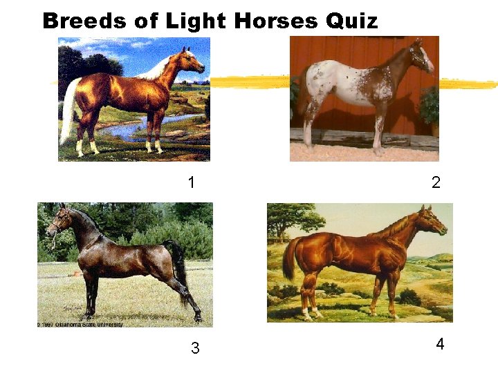 Breeds of Light Horses Quiz 1 2 3 4 