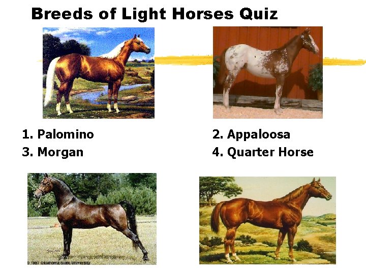 Breeds of Light Horses Quiz 1. Palomino 3. Morgan 2. Appaloosa 4. Quarter Horse