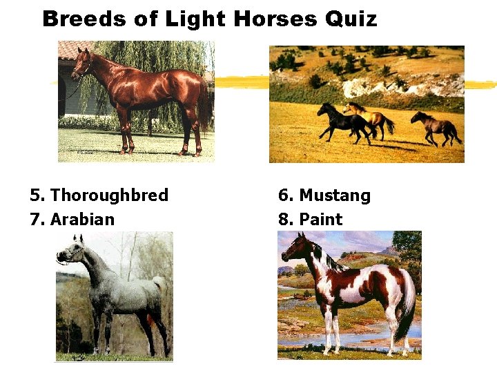 Breeds of Light Horses Quiz 5. Thoroughbred 7. Arabian 6. Mustang 8. Paint 