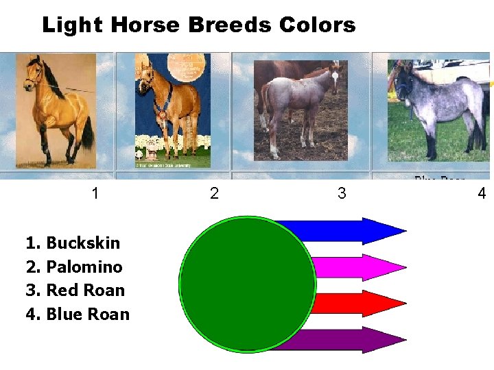Light Horse Breeds Colors 1 1. Buckskin 2. Palomino 3. Red Roan 4. Blue