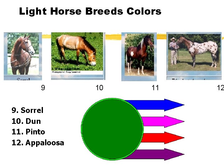 Light Horse Breeds Colors 9 9. Sorrel 10. Dun 11. Pinto 12. Appaloosa 10