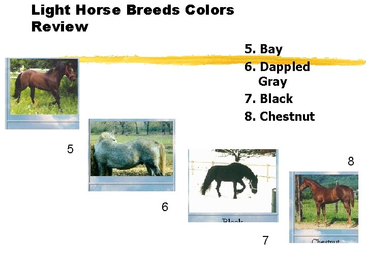 Light Horse Breeds Colors Review 5. Bay 6. Dappled Gray 7. Black 8. Chestnut