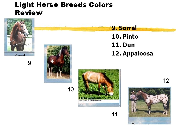 Light Horse Breeds Colors Review 9. Sorrel 10. Pinto 11. Dun 12. Appaloosa 9