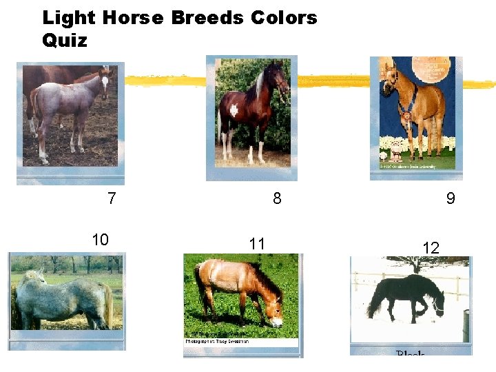 Light Horse Breeds Colors Quiz 7 10 8 11 9 12 