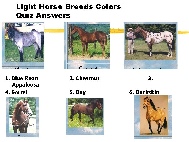 Light Horse Breeds Colors Quiz Answers 1. Blue Roan Appaloosa 4. Sorrel 2. Chestnut