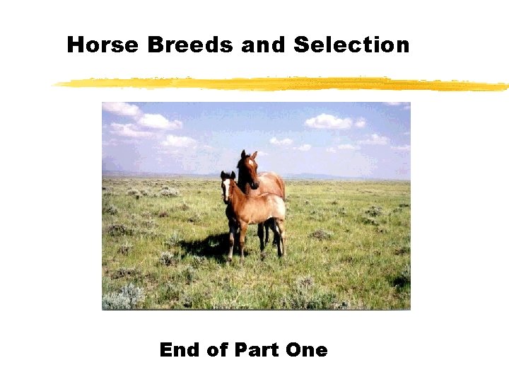 Horse Breeds and Selection End of Part One 