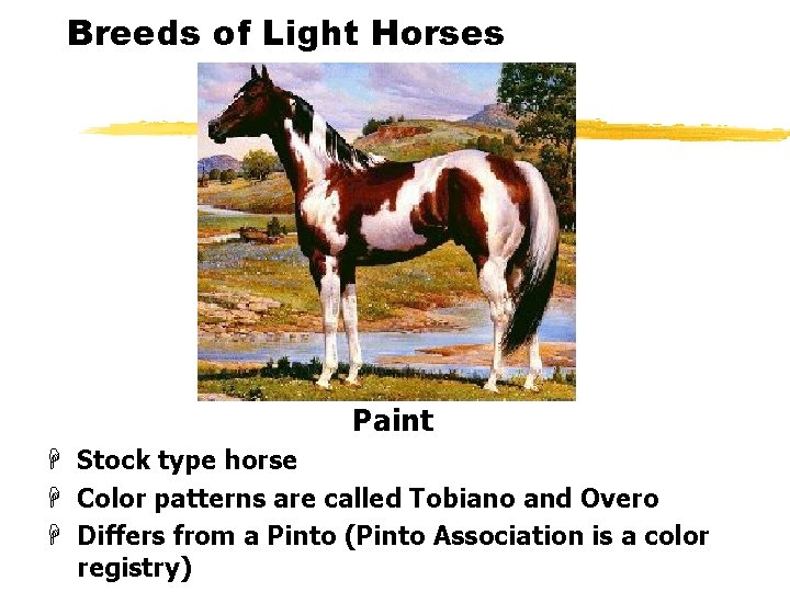 Breeds of Light Horses Paint H Stock type horse H Color patterns are called