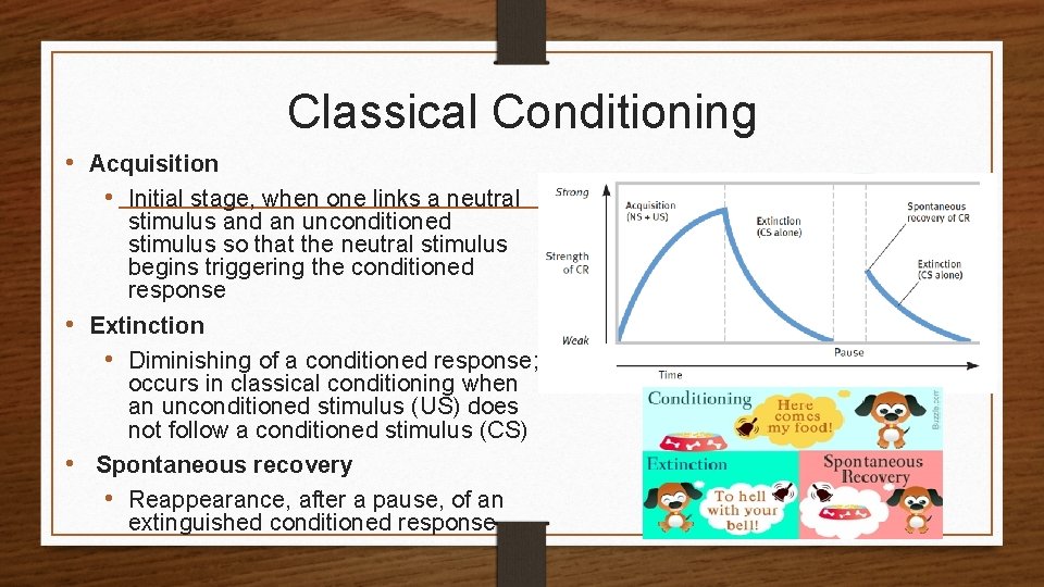 Classical Conditioning • Acquisition • Initial stage, when one links a neutral stimulus and