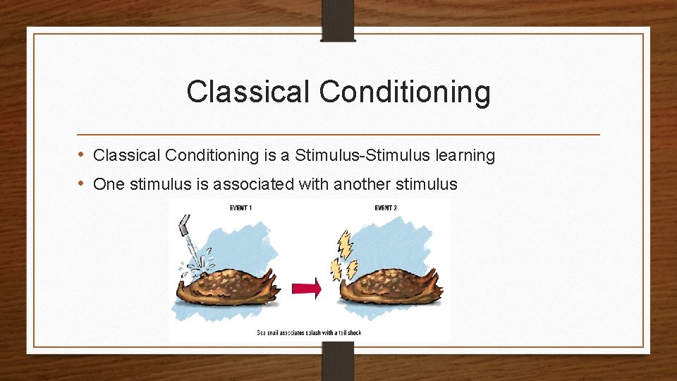 Classical Conditioning • Classical Conditioning is a Stimulus-Stimulus learning • One stimulus is associated