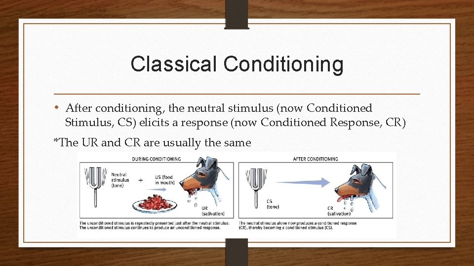 Classical Conditioning • After conditioning, the neutral stimulus (now Conditioned Stimulus, CS) elicits a